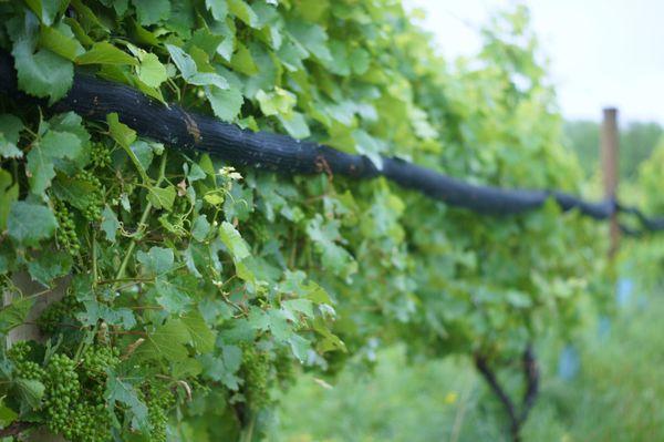 Sleepy grapes during a misty day in the early summer.