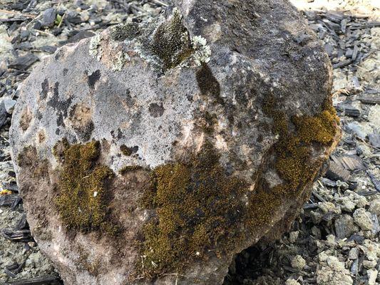 Closeup of another boulder that I purchased from MacAlvey's. If you love moss on rocks, they have an amazing selection.