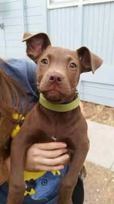 gracie lab mix