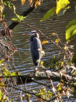 Blue Heron