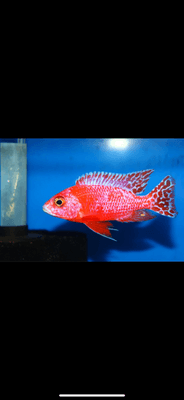 Male 4" Pink OB