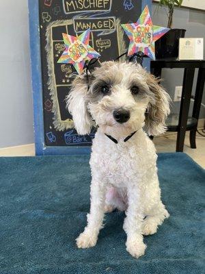 Rosie loved her experience at Bark Tutor! She made so many friends :)