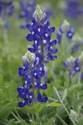 Visit Burnet April 10-12th
 for the 32nd Annual 
 Bluebonnet Festival