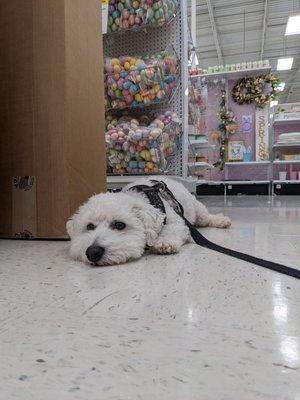 POV - When mom makes you run errands and you're bored - bullcitybichon