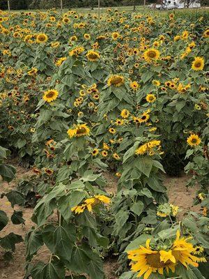 Sunflower field