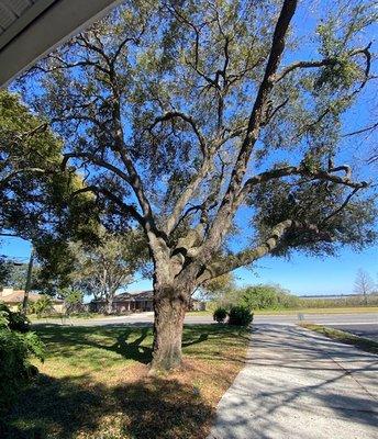 tree inspection