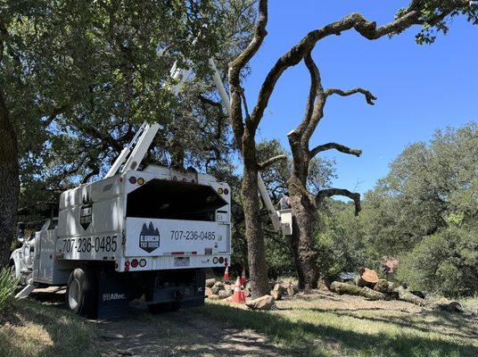 Removing Dead Oak