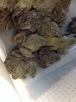 Frogs anyone?