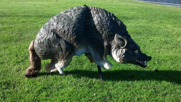 Boar to scare away golfers or geese?  Yikes