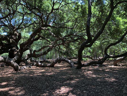 Partial view of Angel Oak.