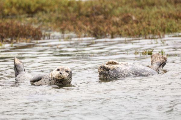 Harbor seals