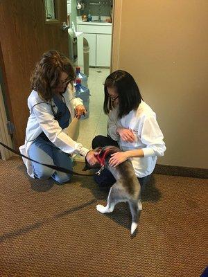 Even dogs love our dentists!