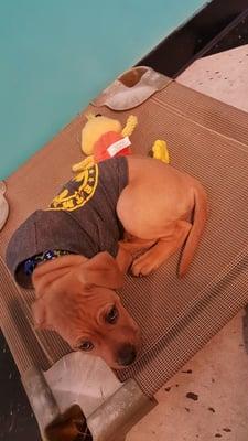 One of our youngest pups in our playcare taking a break from all the fun and games with everybody! The name is Loki!!