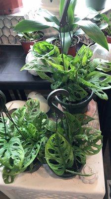 Plant beauties. Great selection of indoor houseplants.