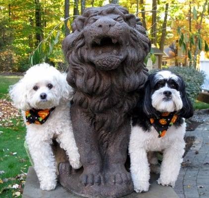 Our mascots, Bogey and Berkeley Battiston.