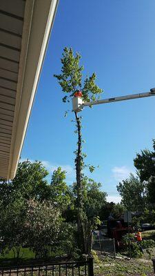 Removal of Silver Maple tree