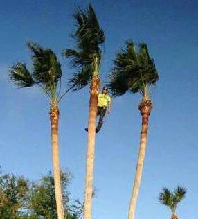 Palm tree trimming, palm tree removal, and stump grinding are just a few of the great services that CC Tree Service provide.