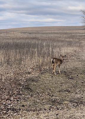 Spotted quite a few of these deer! Tall Grass Prairie Preserve, Oklahoma