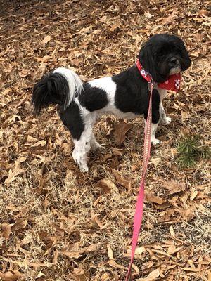 After grooming at Poochies.