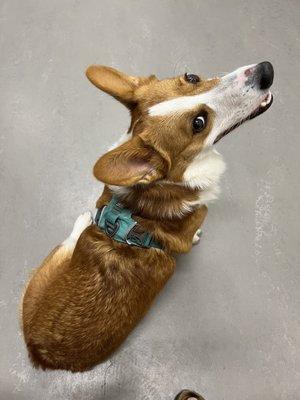 Peanut excited for her usual treats at vet visit!