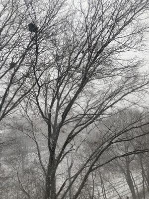 A Snowy View from my window! 1/19/2024. NYC.