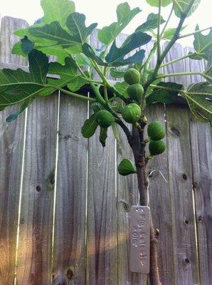 One of my fig trees