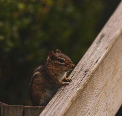 What a cute little friend on the steps to the garden.  Pretty sure a few of these live in the brick surrounding the garden.