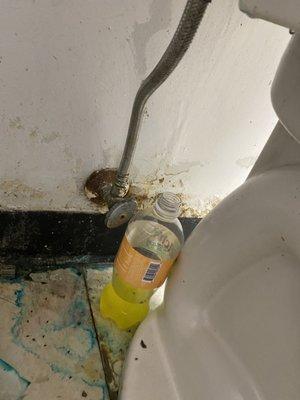 Pee in a bottle behind the toilet