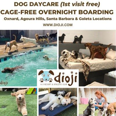 Come visit and let your dog enjoy our cage free oasis with other furry friends!