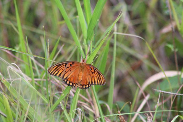 Orange Swallowtail