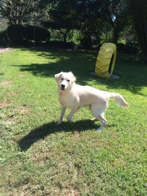 Comet hanging out in our huge yards.