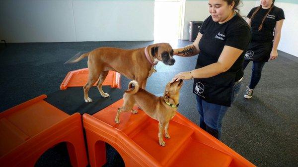 Happy fur kids on in the cage-free indoor play space at K-9 to Five.