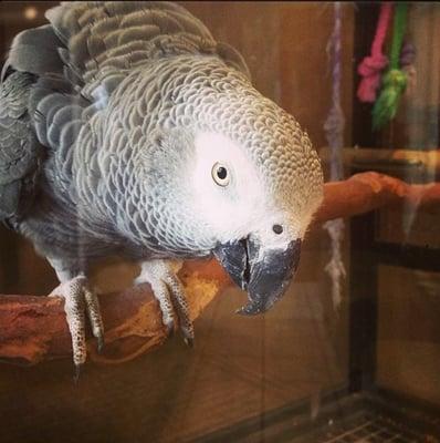 Potter, our resident African Grey Parrot, loves being the center of attention at BEEVET!