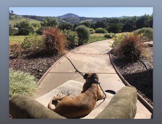 Cricket and her favorite view.