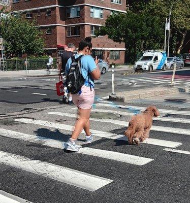 Staring at phone crossing avenue