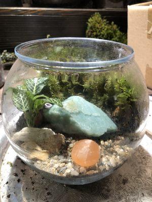 My moss terrarium!