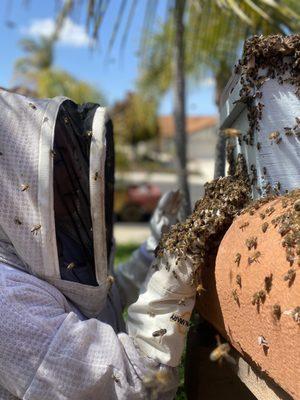 Black Ops Beekeeping