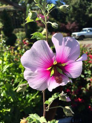 Marshmallow, one of our many perennial selections