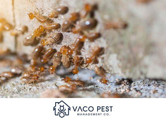 Vaco Pest Management