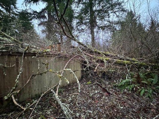 Huge tree that fell Olympia Tree Care removed.