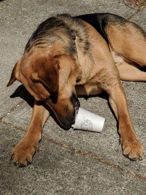 Love the coffee. So does the doggo