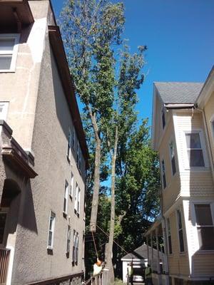 Tree removal from nerrow drive way in Boston MA