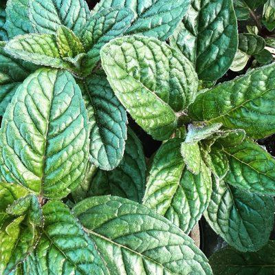 Certified Organic - Mint 'Berries & Cream'