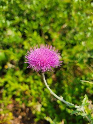 Pretty flower thingy