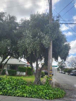 Clearly the tree is growing into the power lines