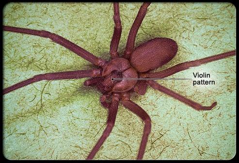 Brown Recluse / Fiddleback Spider