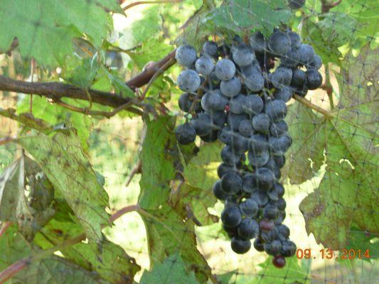 Frontenac Grapes