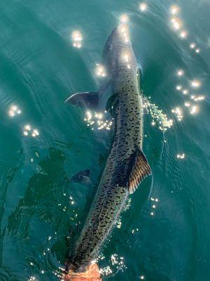 Chinook Salmon Release