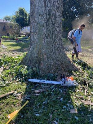 Large oak trunk