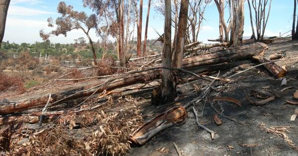 Wildfire Expert Arborist